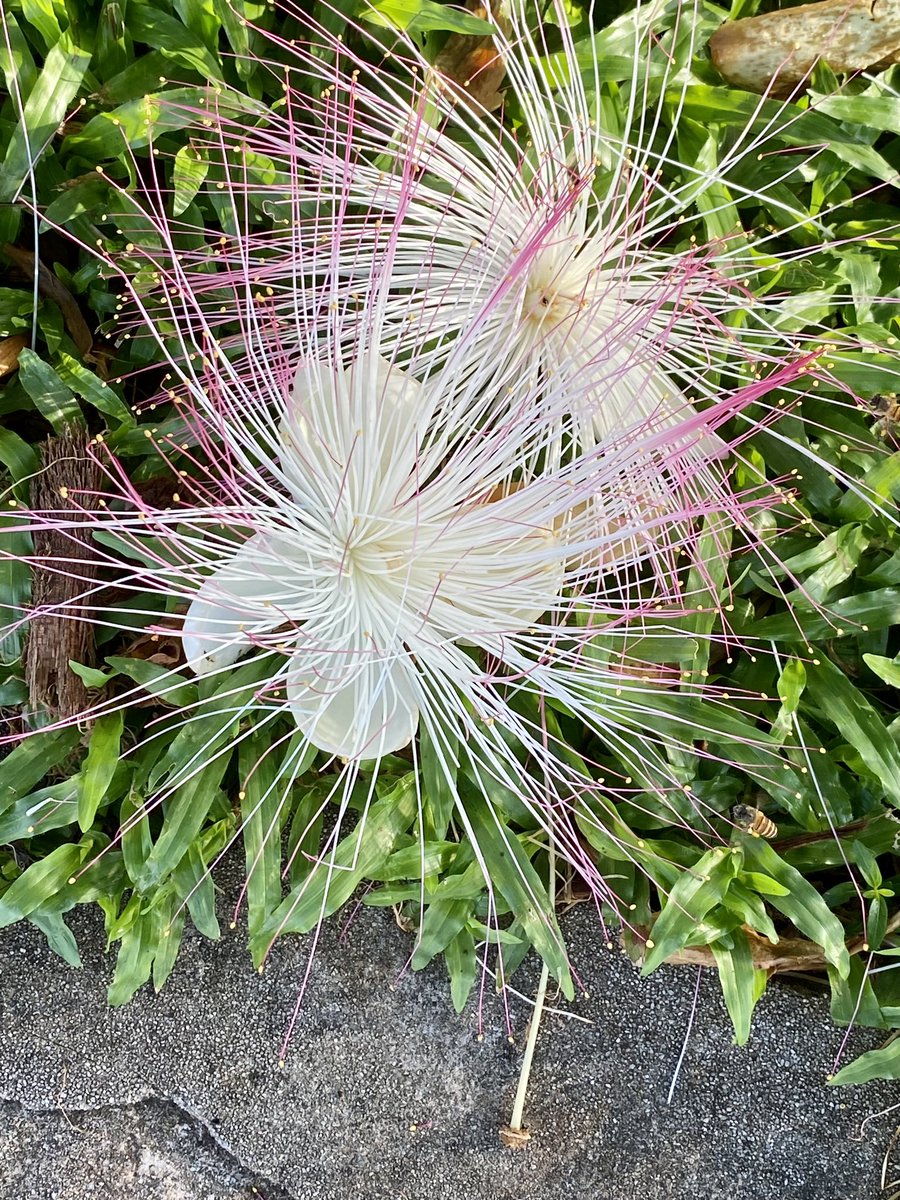 Happy HumpDay fellow X-lers And humans … halfway there

Guten Morgen ⚽️ Halbzeit - bald ist es wieder Wochenende 

#humpday #Singapore #MorningMotivation #Morgenstund