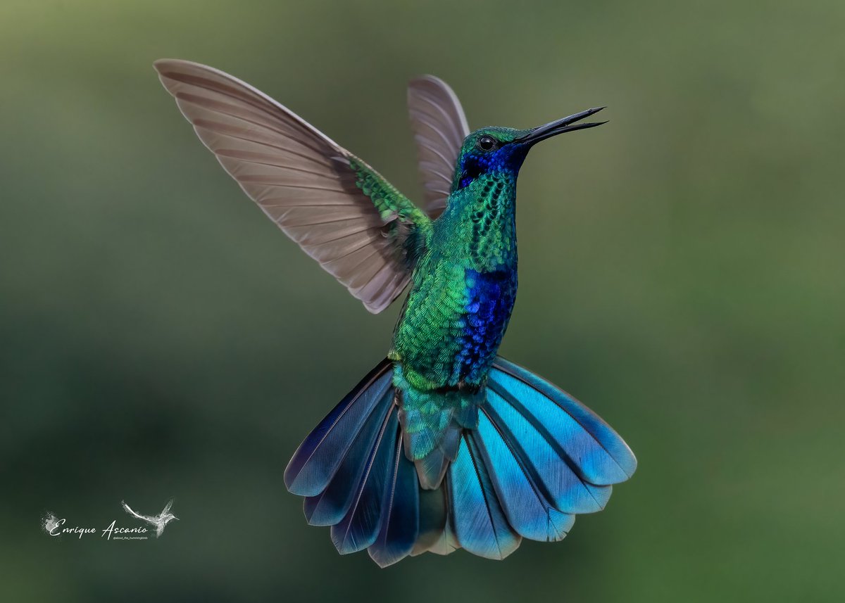 Hoy me divertí muchísimo haciendo fotos al Colibrí orejivioleta grande Coruscans ( Sparkling violetear ) Como siempre mostrando su mejor gala frente a mi lente.