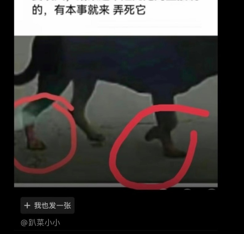 PhaedraXTeddy's tweet image. #FirstOff,  it's Chinese #PETS too getting beat to death in #China, not just #AbandonedPets(#strays). #Dogs/cats  are often now stolen by the millions and  taken to meat processing plant to add "value to the STATE ".

#Secondly, #DogZero the #rottwelier was being #stoned by a