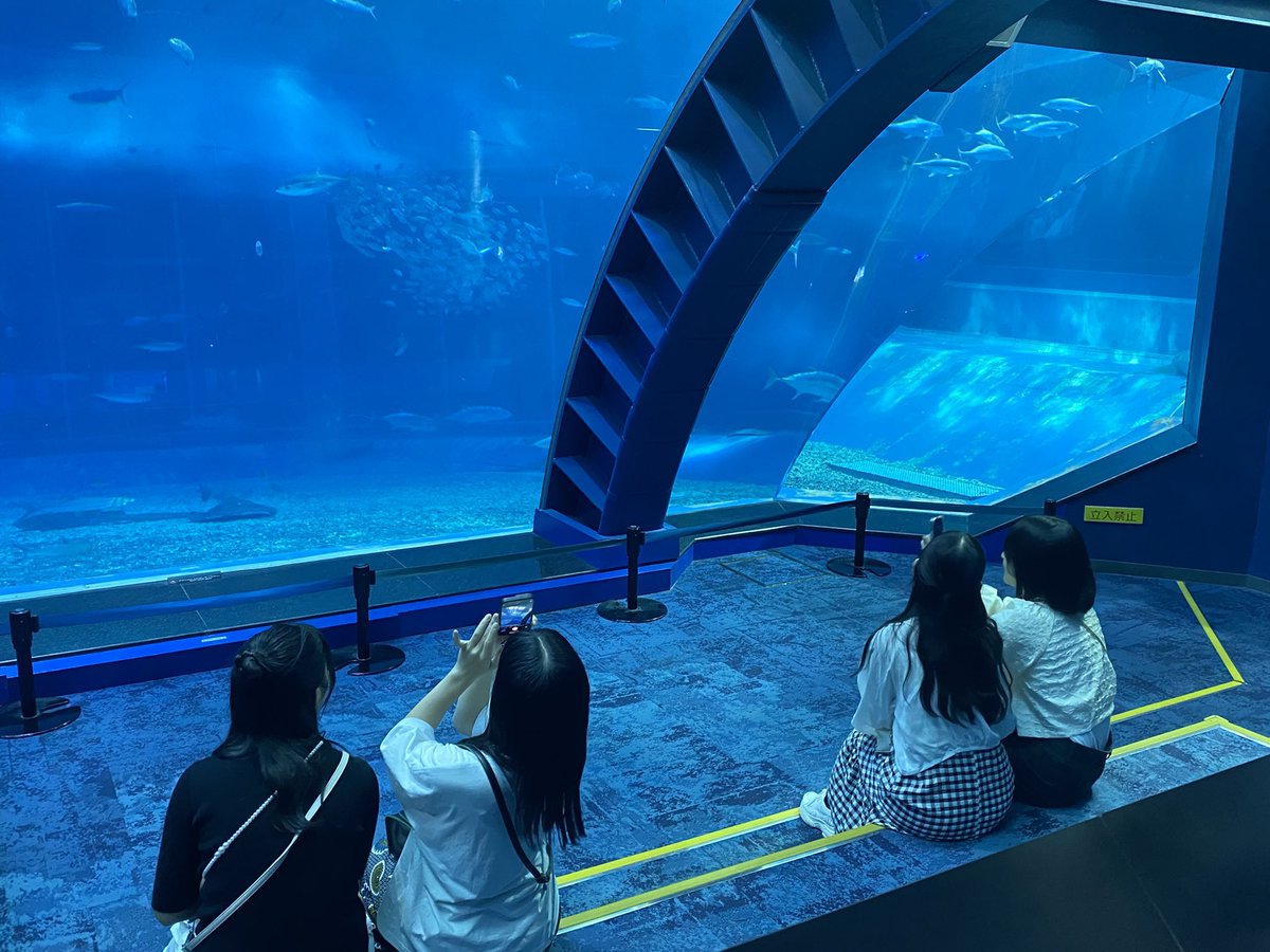 DAIWA - 美ら海 Amazon.co.jp: ダイワ(DAIWA) ルアー 月下美人 ふらり55S