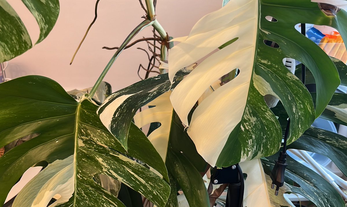 성인 여성 160 키만한... 몬스테라를 담을 슬릿분을 아시나요.....? ㅠㅠㅠ하 수태봉 위로 자라난 몬몽이를 보며 며칠째 컷팅과 화분 고민 중