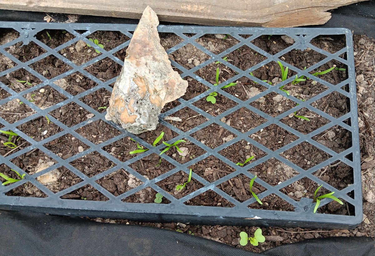 Spinach doing well. #FallGarden