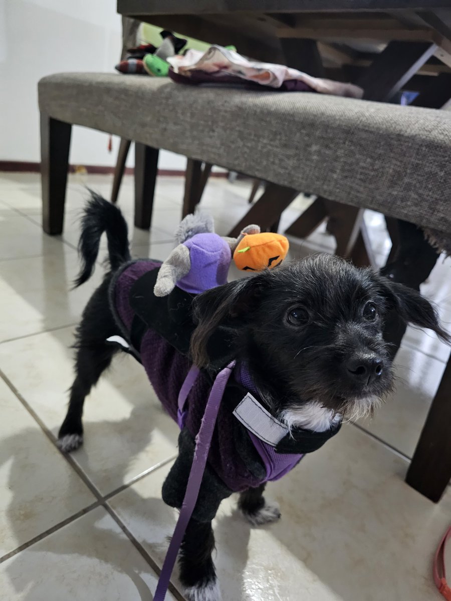 Itzeljocelyn95's tweet photo. @BeautyOfertasMx Pollito o truco https://t.co/h75b5QyGnd
