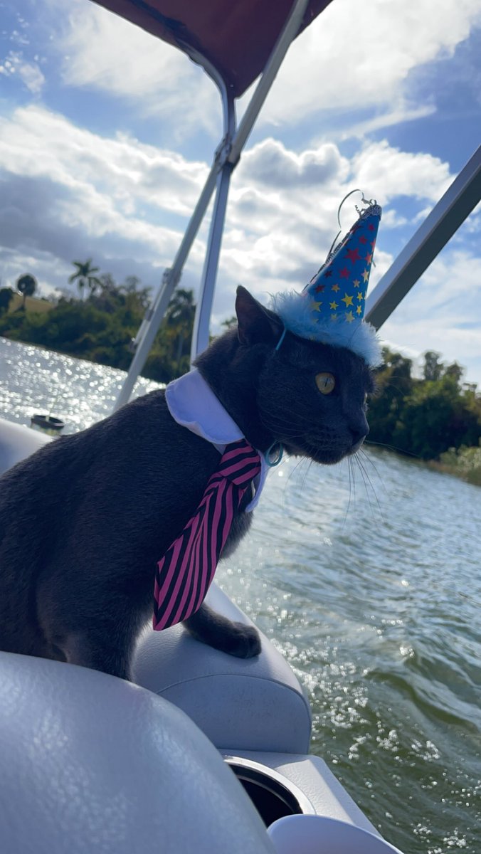 MiamiWhiteBoy's tweet photo. Also, it was Mango and Gus Gus’s 2nd birthday yesterday. (Yes, brothers from the same litter despite looking nothing alike). They wore their ties, went out to lunch, and went on the boat. All in all, great day, they don’t get together often, despite living only 130 miles apart https://t.co/7ONa3ZKmT4