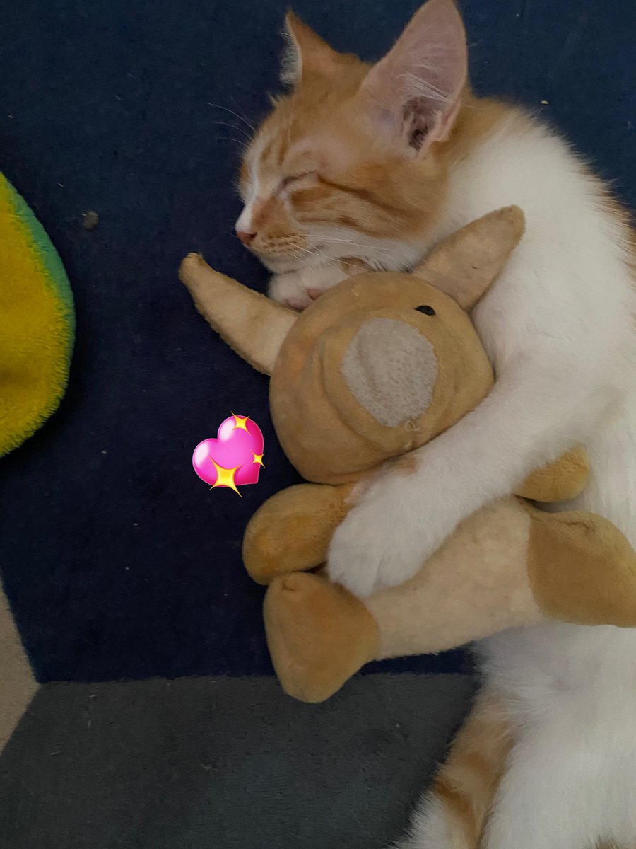 nami n nimo berpeyukaan 😽