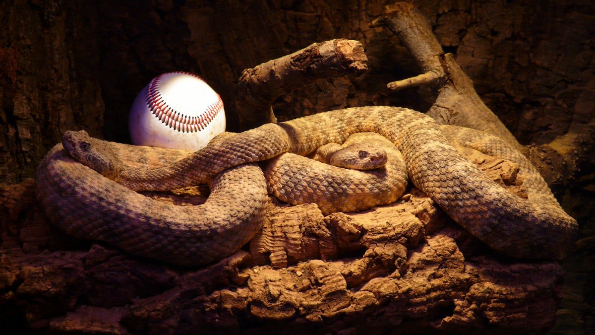 CISAASU's tweet photo. Diamondbacks are patient “sit-and-wait” predators,but our team is coming full steam ahead.
Learn more from Professor Bateman about diamondback rattlesnakes in Arizona
https://t.co/0K4hs8jBgG
#WorldSeries2023 #Baseball #Diamondback #Rattlesnake #CISAasu #ArizonaStateUniversity https://t.co/JhYOlCEVk3