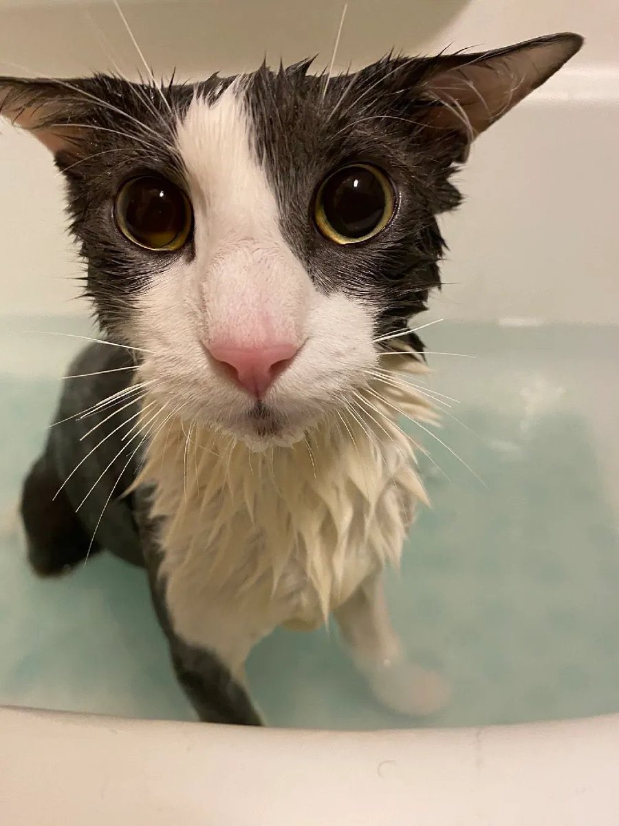 notbaitfr's tweet photo. @NoContextHumans Its a cat obviously https://t.co/vxHOVk9e2x