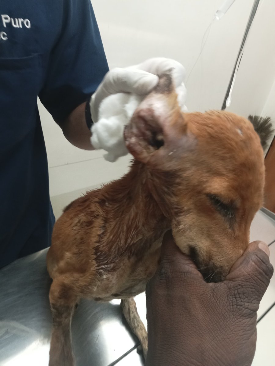 WorldSumo's tweet photo. I rescue and feed animals as much I can,all can check our work on our YouTube channel - @sumoskingdomofanimal 
Working on ground level is time consuming but that can be manage,the difficulty part is to accumulate funds for treatment
UPI - 8291801663
#RESCUE #fundraising #Animal https://t.co/uSm3CezJKk