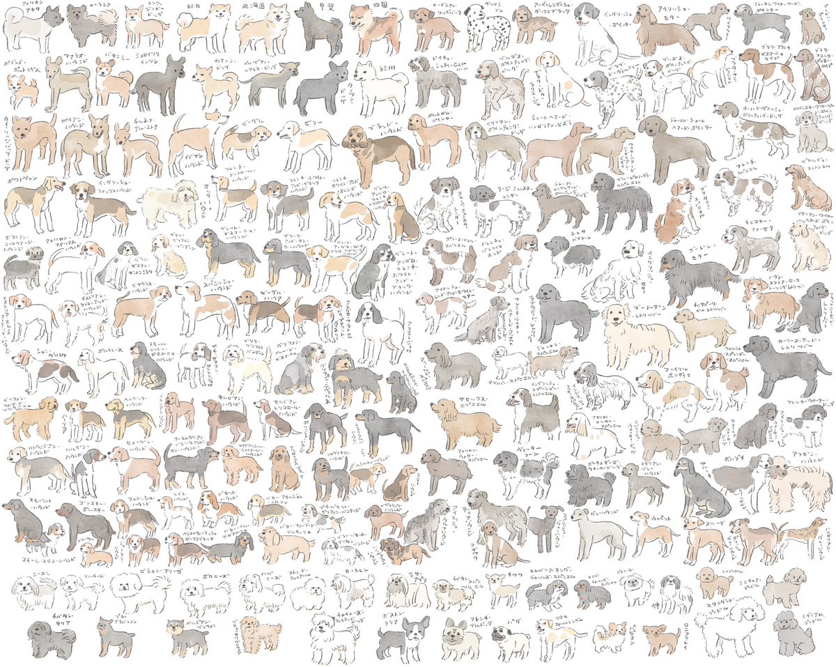 no humans cow cat bear animal dog white background  illustration images