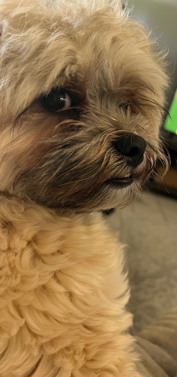 joaneverett69's tweet photo. @NoContextHumans My dog feels the same way. https://t.co/xdb4mdTAGI