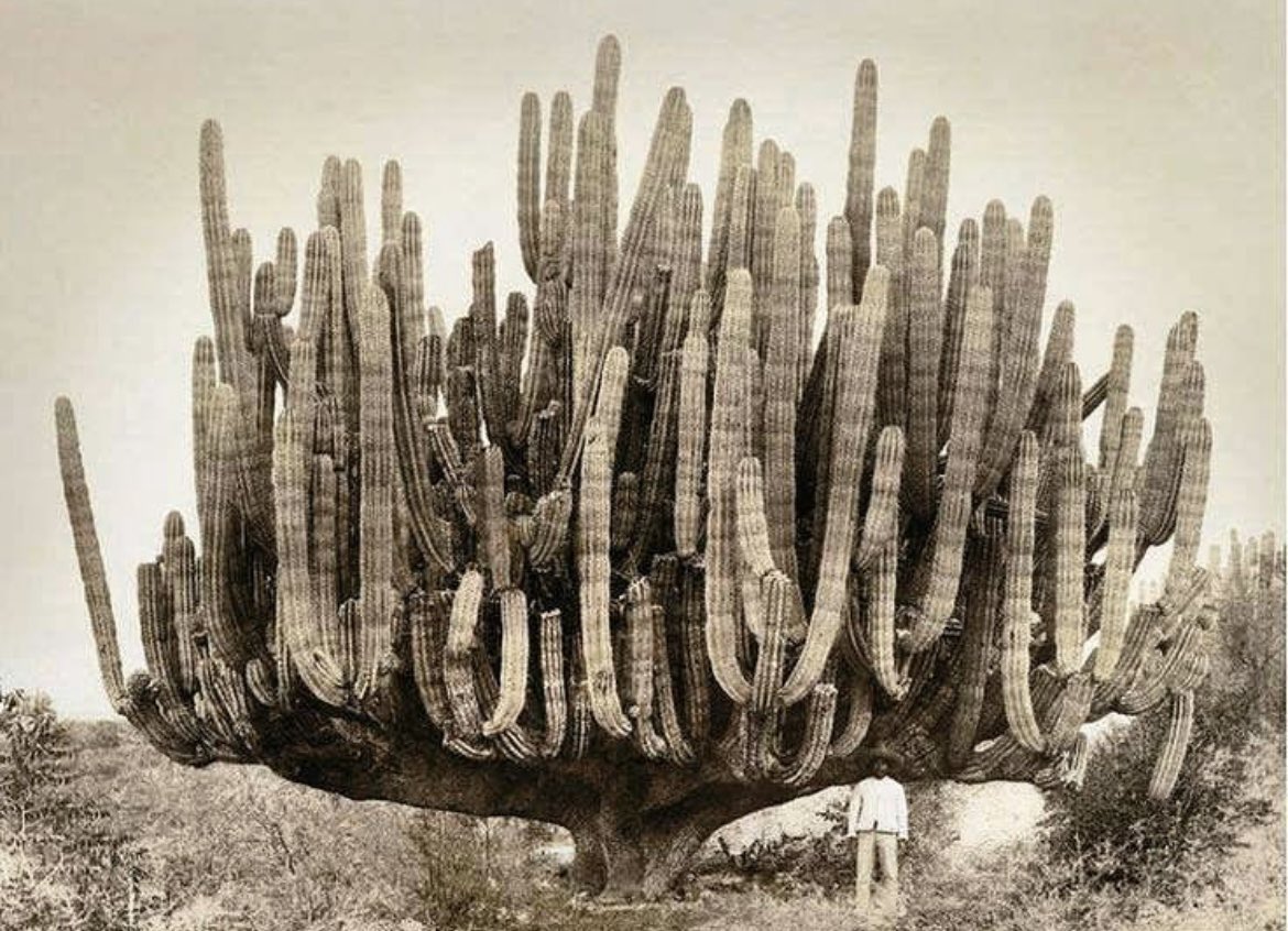 historyinmemes's tweet image. A gigantic cactus in Baja, California, 1895. Pachycereus pringlei aka Mexican giant cardon or elephant cactus, is a species of cactus that can be found in Baja California and northwestern part of Mexico.

On average, these cactuses can reach a height of 30 ft (10 m) but there…