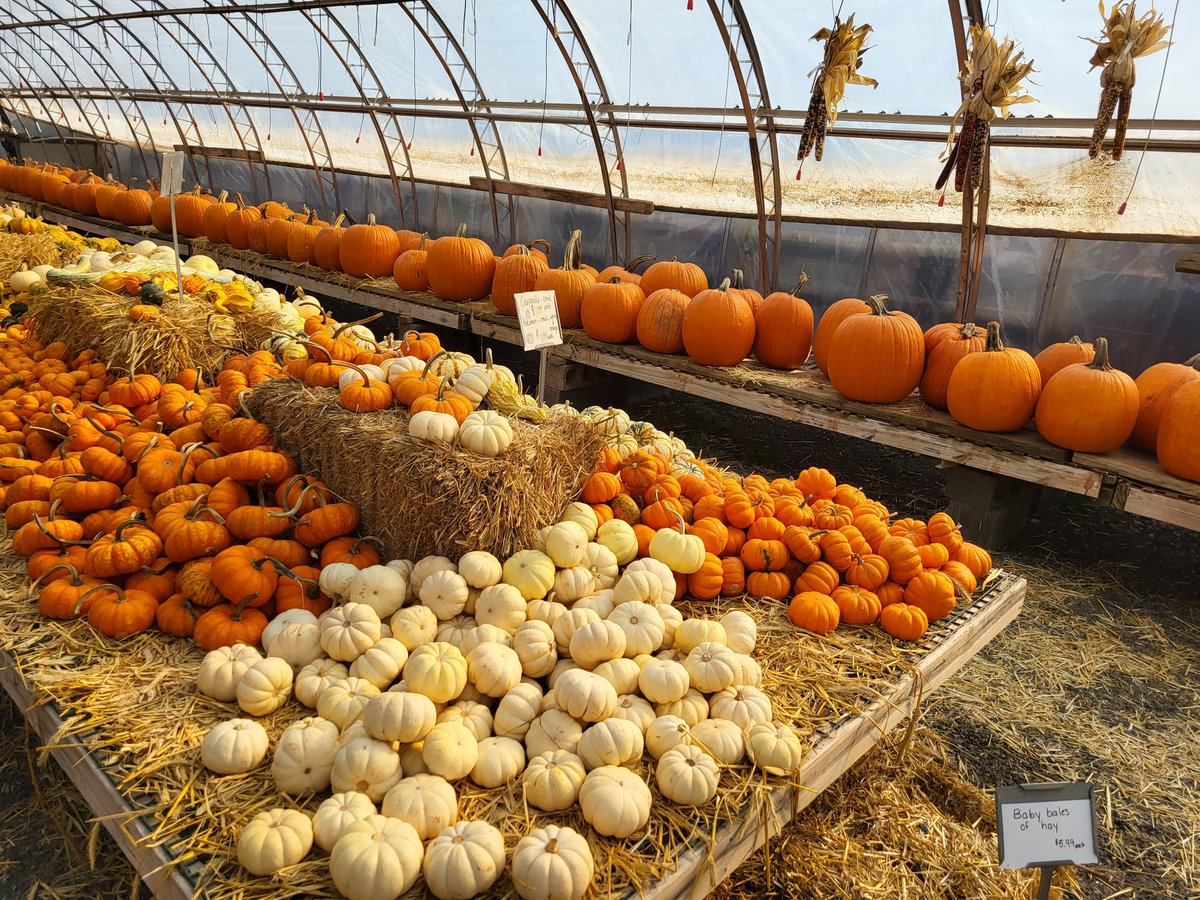 TrueOscarm1258's tweet photo. Recently, went at abma's farm in NJ and see the pumpkin field!!
#abmasfarm #abmas #newjersey #Halloween https://t.co/W6IbY8WWlc