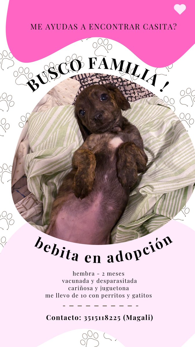 BUSCO HOGAR‼️ 
Hola a todos! Esta cachorrita está en búsqueda de una familia que le de mucho amor, es una bebita de 2 meses súper cariñosa y buena💘.
Ya está desparasitada y vacunada. Me ayudan un montón difundiendo! Gracias🧚‍♀️
3515118225