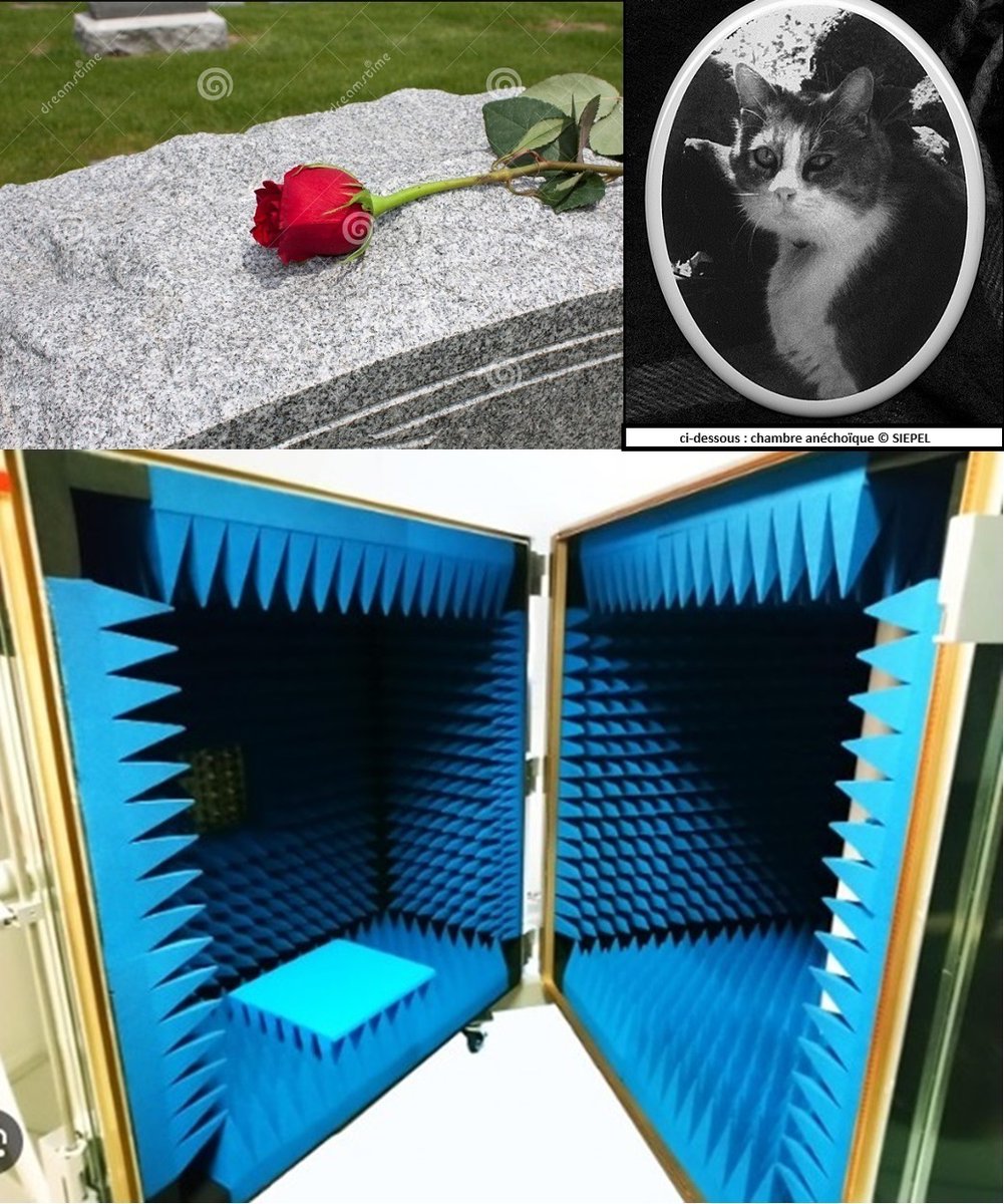 JeanMazille's tweet photo. 💭🌹🐈‍⬛

VOTRE GRAND PRÉTENDANT EN CHAMBRE ANÉCHOÏQUE

J’ai appris à hurler dans ma tête en silence
Dès que ton cœur Maman prit un ciel en partance,
Ton ultime leçon je m’en sers chaque jour
Depuis l’autre départ de mon second Amour.

https://t.co/PPRz3jOBQf https://t.co/JuaLDwrXJs