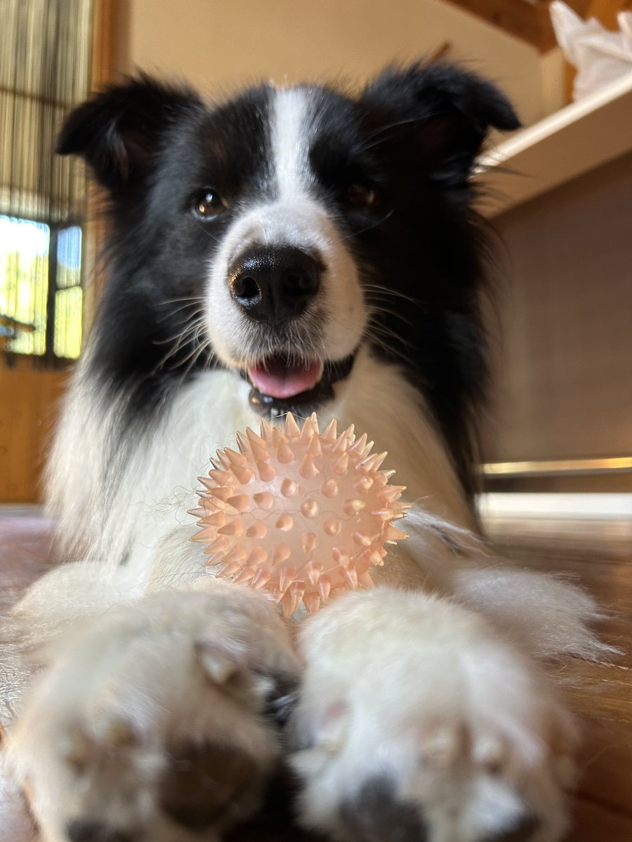 Rion_Border's tweet photo. こんちりお〜ん☀️
今日は犬の日らしいですよ〜ワンワン！

🐶え、それっておいしいの？

#ボーダーコリー #犬の日 #犬好きさんと繋がりたい #いぬとの暮らし https://t.co/axL10amkVc