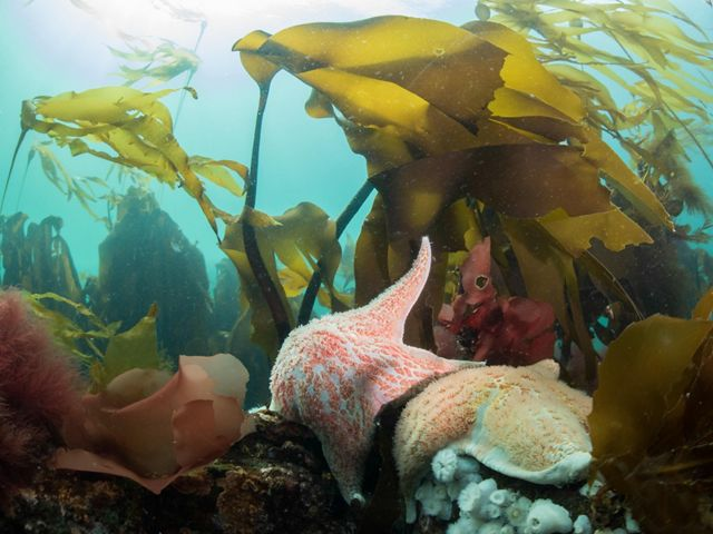 Excited to announce a new PhD opportunity to work on eDNA of New Zealand coastal reefs and kelp forests!
More info here: gemmell-lab.otago.ac.nz/research-oppor…

This would be a part of the Toka ākau toitu Kaitiakitanga project (taukiakau.org) and supervised by <a href="/ProfGemmell/">Neil Gemmell</a>