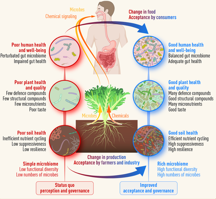 The soil microbiome has an outsized impact on the phytochemical and nutrient content of agricultural crops. In practical terms, we perceive this through flavor and aroma. One study on Italian wheat varieties demonstrated a significant difference in bread flavor profiles when…