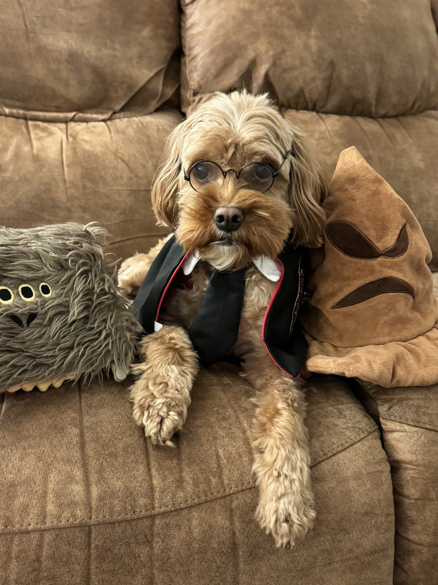k_s_powers's tweet photo. Happy Howloween! Kirby says, ‘Accio treat!’ 🎃🐾

#harrypawter #gryffindog #howloween https://t.co/RWgnSYpN9P