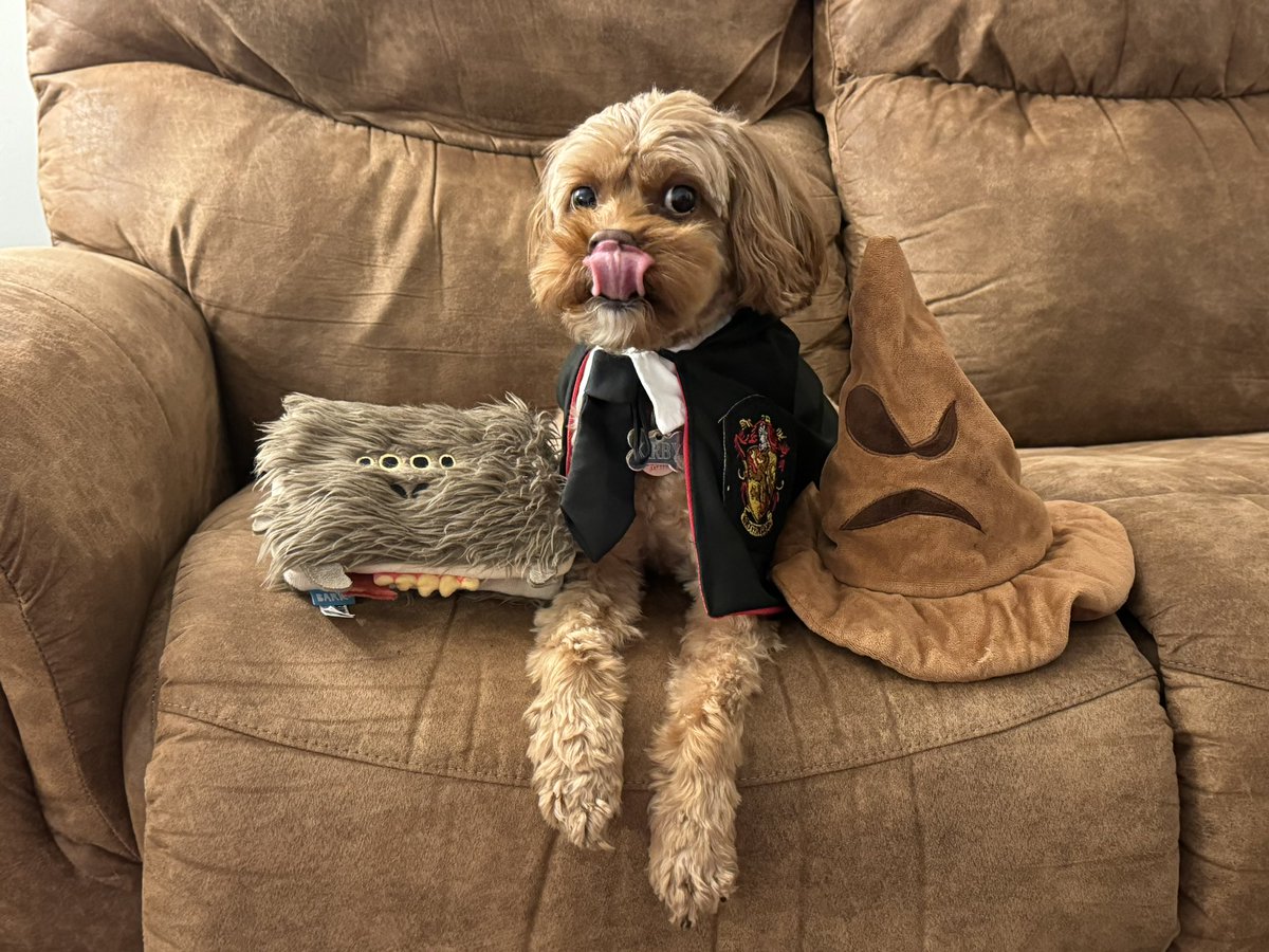 k_s_powers's tweet photo. Happy Howloween! Kirby says, ‘Accio treat!’ 🎃🐾

#harrypawter #gryffindog #howloween https://t.co/RWgnSYpN9P