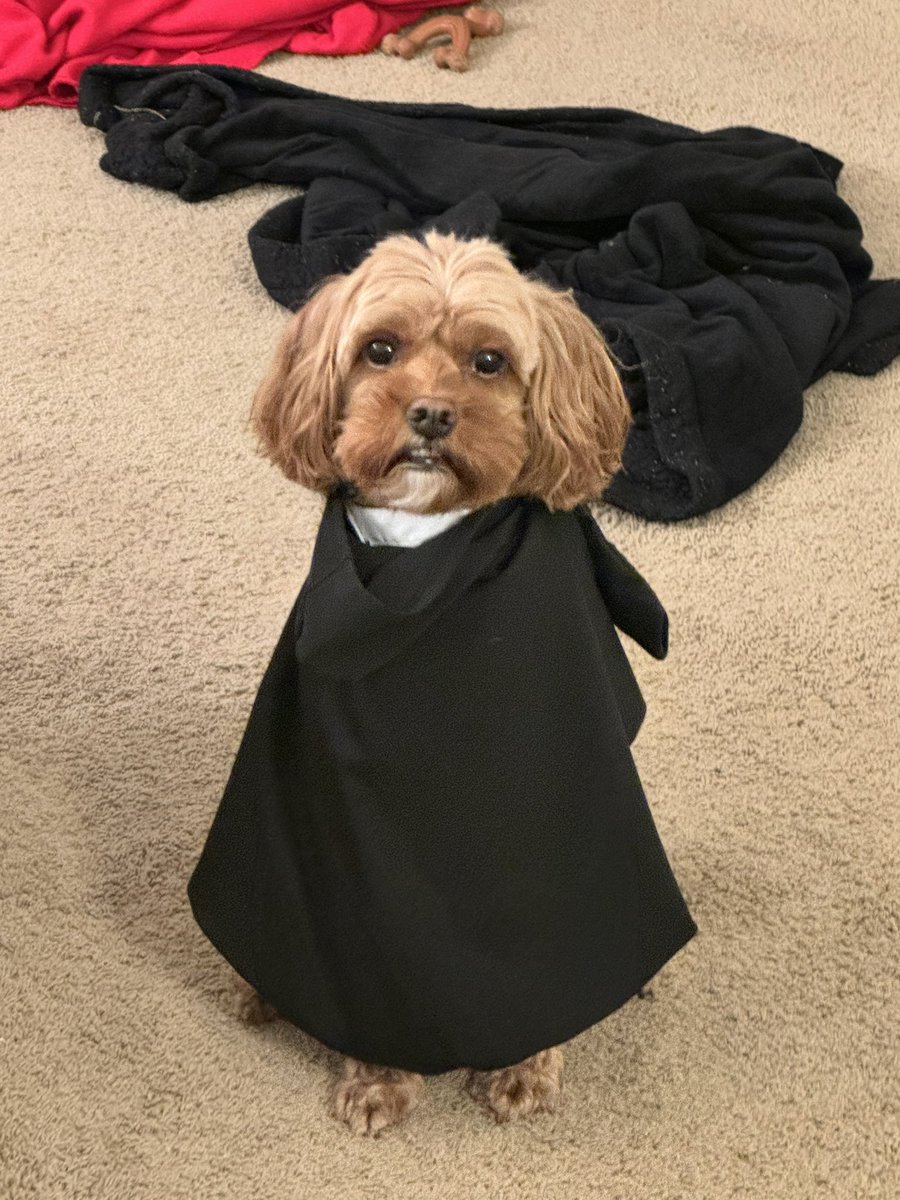 k_s_powers's tweet photo. Happy Howloween! Kirby says, ‘Accio treat!’ 🎃🐾

#harrypawter #gryffindog #howloween https://t.co/RWgnSYpN9P