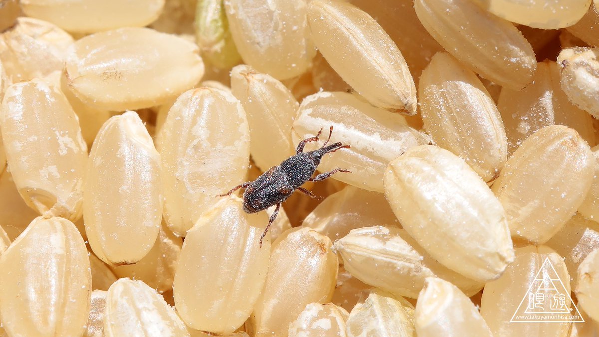 子供のころ、ゾウムシはレア昆虫だと思い込んでいて、お米からゾウムシ