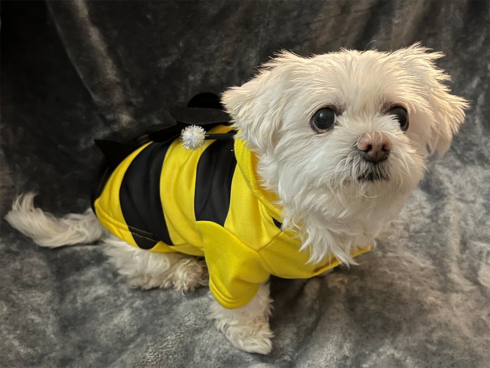 You wouldn't bee-lieve what Rat dressed up as this Halloween