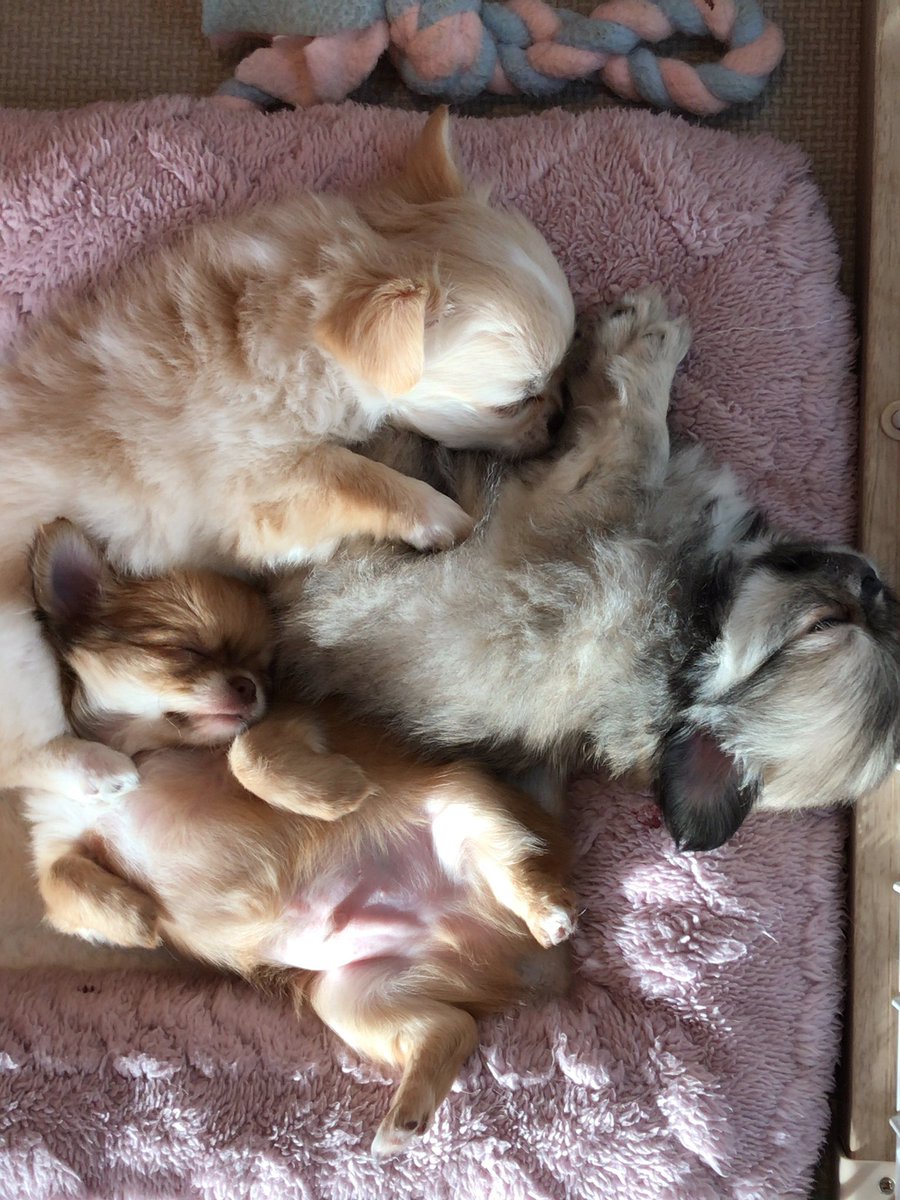 うちのチワワたち (@doratenwan) / Posts and Replies / X