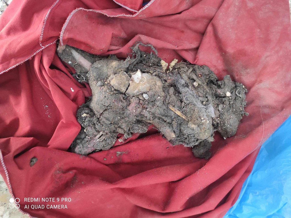 seketulawan's tweet photo. ❗️KEJAM | Kenzi Abdel Rahman Al-Daya, 11 bulan rentung dibakar oleh serangan pengganas Israel. ⚠️

Kenzi hangus terbakar bersama ibunya dan semua keluarga ibunya! Tiada seorang pun daripada mereka terselamat! https://t.co/IySXgh9dvV