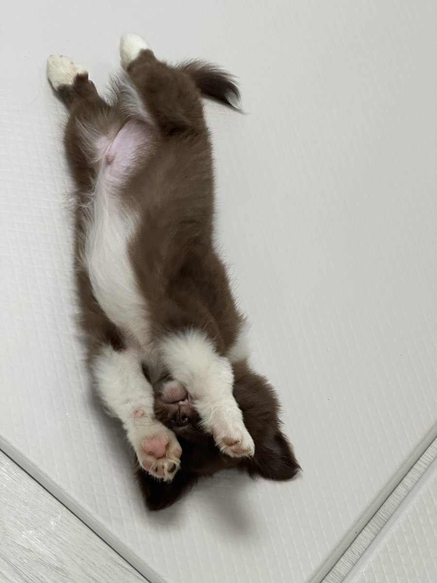 bamtingoo's tweet photo. 요즘 밤팅이 서리하려는 누나들이 많아여
밤팅이 숨었어여
이제 못 데려가실 거예여 https://t.co/G37NlvpS9b