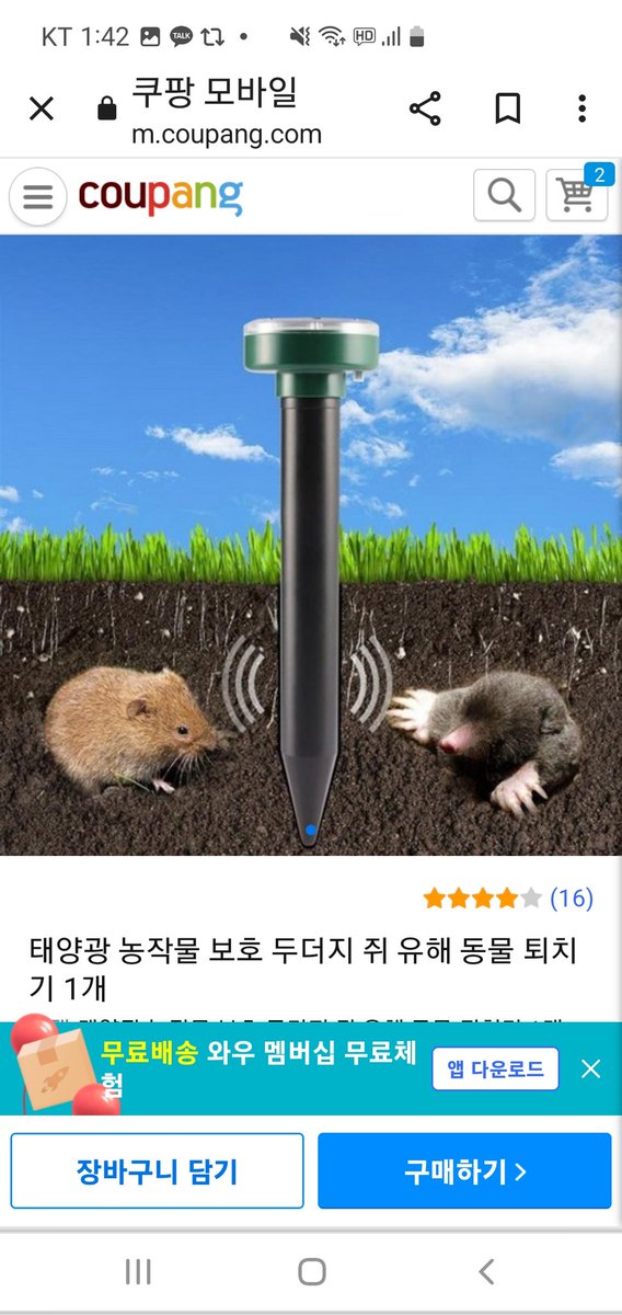 daichundosa's tweet photo. 그동안 
창고나 비닐하우스에 난리치던 쥐새끼들은 끈끈이나 덫으로 대충 잡았는데..
몇포기 심은 배추랑 무우밭
땅속 다 헤집는 두더지는
잡을 길이 없네
이놈들은 밤에만 움직이는데다 땅속에서 무리로 몇마리씩
몰려다니니

여기저기 검색해보니 도구는 많은데 과연 효과가
있을지
나쁜 쥐새끼들ㅠ https://t.co/ui0Hnzan2V