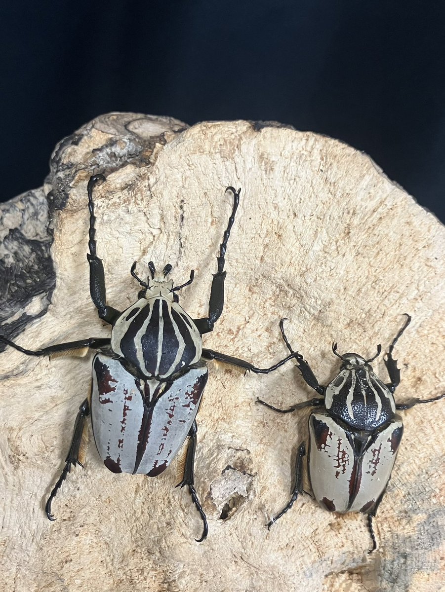 Beetle shop 桜 (@yspxjr) on Twitter photo 