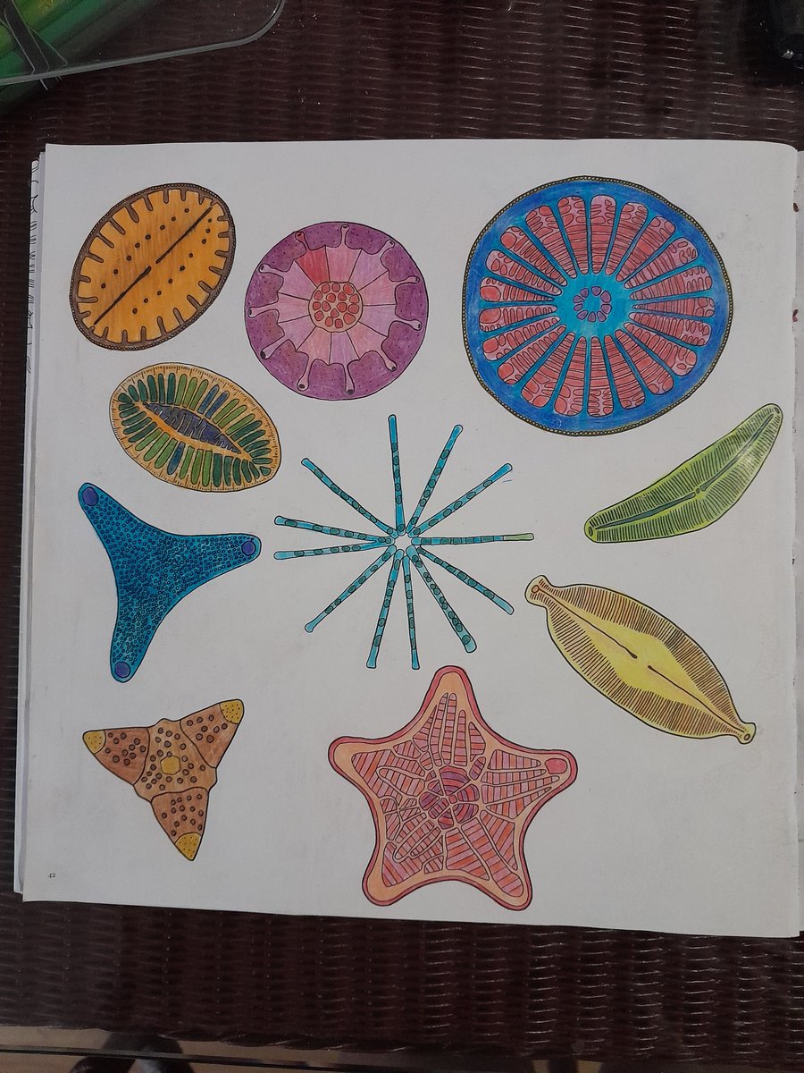 NotAPrimeNumber's tweet photo. Being a #diatom nerd I definitely appreciated these diatoms in #MicroMarvels
... with a random photo of diatoms in a scum from my horde of photos.
Colour scheme: "I'm not opening another pack of pencils until I finish these". https://t.co/dwIvaHZHP4
