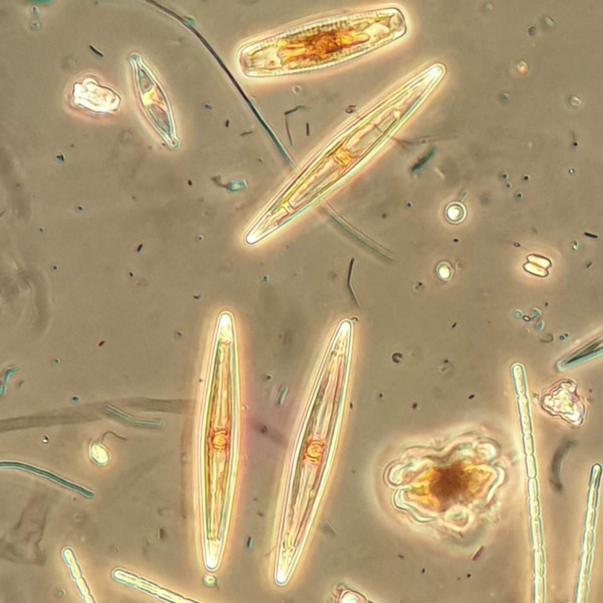 NotAPrimeNumber's tweet photo. Being a #diatom nerd I definitely appreciated these diatoms in #MicroMarvels
... with a random photo of diatoms in a scum from my horde of photos.
Colour scheme: "I'm not opening another pack of pencils until I finish these". https://t.co/dwIvaHZHP4