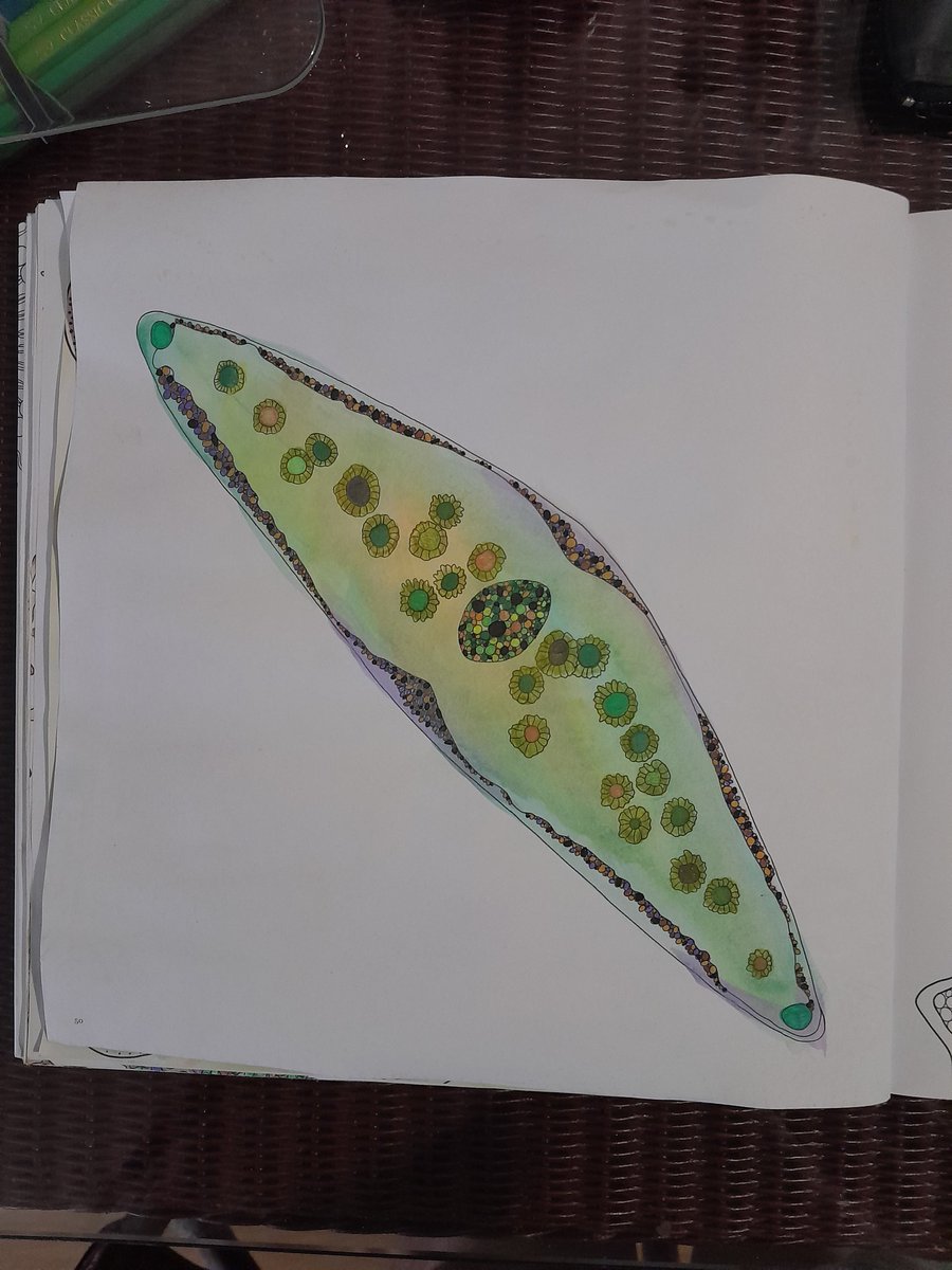 NotAPrimeNumber's tweet photo. Final picture from the green algae (#chlorophytes), #Desmid Closterium.
Added photos from my collection of Closterium, as well as a couple other cute desmids. https://t.co/zNCPC3FAaf
