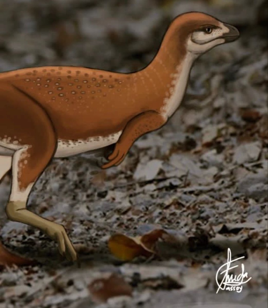 Sinosauropteryx
#sinosauropteryx #paleoart #dinovember #paleoillustration