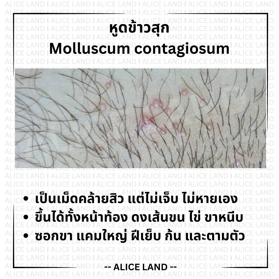 Alice_Land tweet media