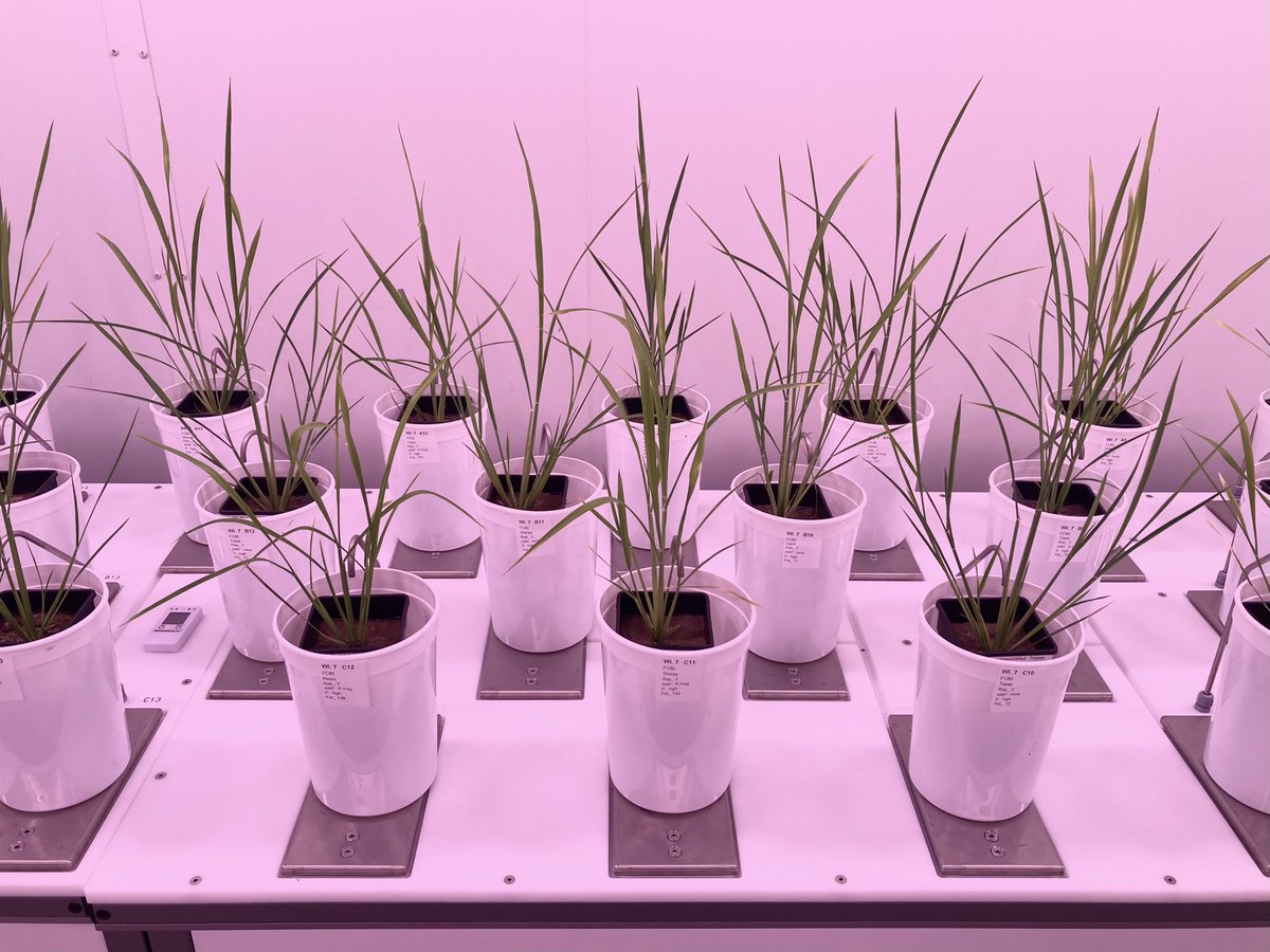 We’re now one month into the in-depth investigation of water and phosphorus use efficiency interactions in aerobically grown rice 💦🌾 The @AustPlantPhenom DroughtSpotter is doing most of the heavy lifting (literally) - watering each plant to a given field capacity 2x per day.