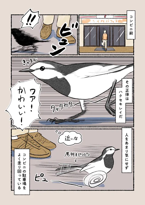 意外と知らない鳥の生活 「めっちゃ走ってる鳥」誰もが見たことあるはず!駐車場にいるハクセキレイです。 