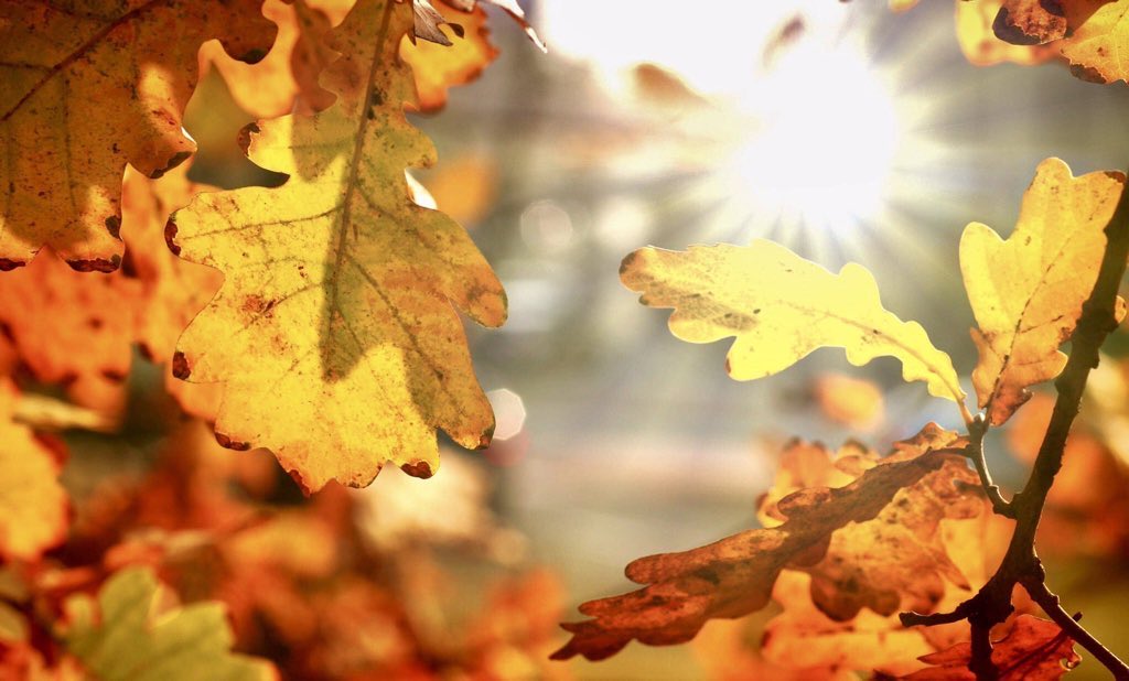 "No two trees - no two leaves - are ever exactly alike. No plant - no flower - ever perfectly symmetrical. Repetition, yet with a slight difference. Variety, yet with conformity. This is how we expect it. This is how we love it. This is beauty." ~ C.R.Milne #nature #autumn #trees