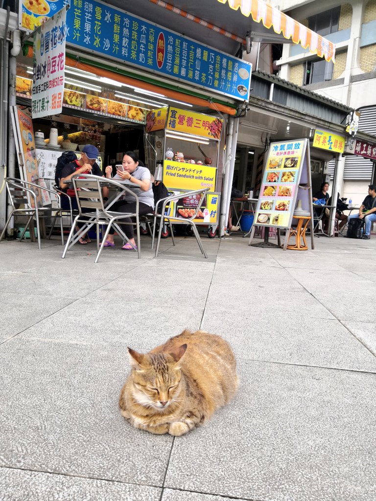 猫駅きた 九份の近くにある有名な猫スポット 逃げない猫がめっちゃいる