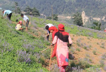 After the huge success of #PurpleRevolution through Lavender farming in #Bhaderwah region of district #Doda, under the guidance of #CSIR Union Ministry of Science & Technology, the First lavender farm is inaugurated at Challah area of #Bani in district #Kathua.