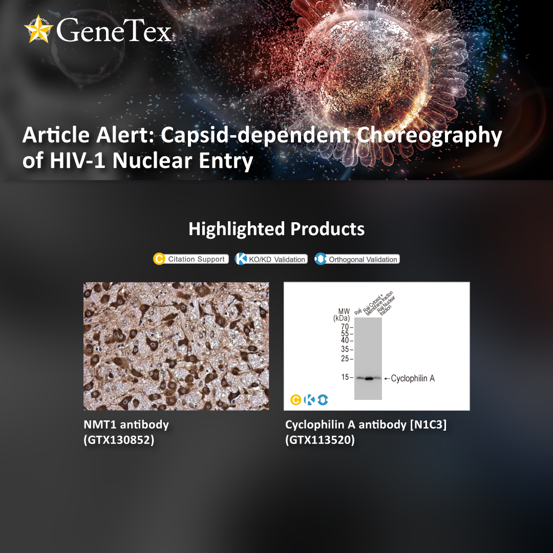 The precise sequence of steps and partners involved in moving viruses and other macromolecular cargoes through the 30-protein nuclear pore complex (NPC) remains unclear...

🔗genetex.com/MarketingMater…

#HIV1
#NuclearEntry
#Capsid
#Nucleoporins
#Nup35
#Nup153
#POM121
#cyclophilinA