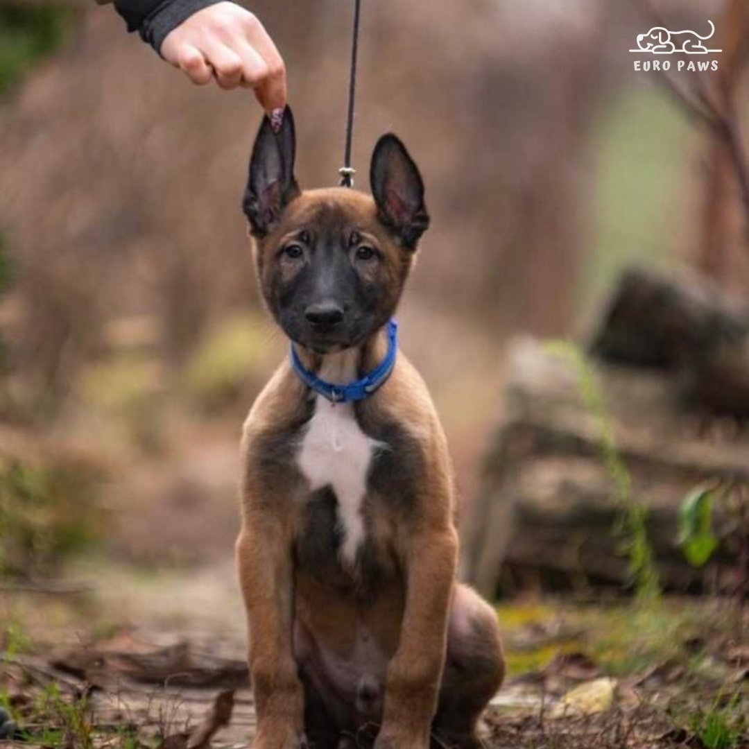 Belgian Malinois
Sex: Male
Age: 4 months

The perfect dog for the family that wants a furry friend who is also a protector 🐶🛡️

For more pictures and videos, please 📲 +1 347-845-0974

#belgianmalinois #belgiandog #malinois #workingdog #militarydog #smartdog #loyaldog #usa