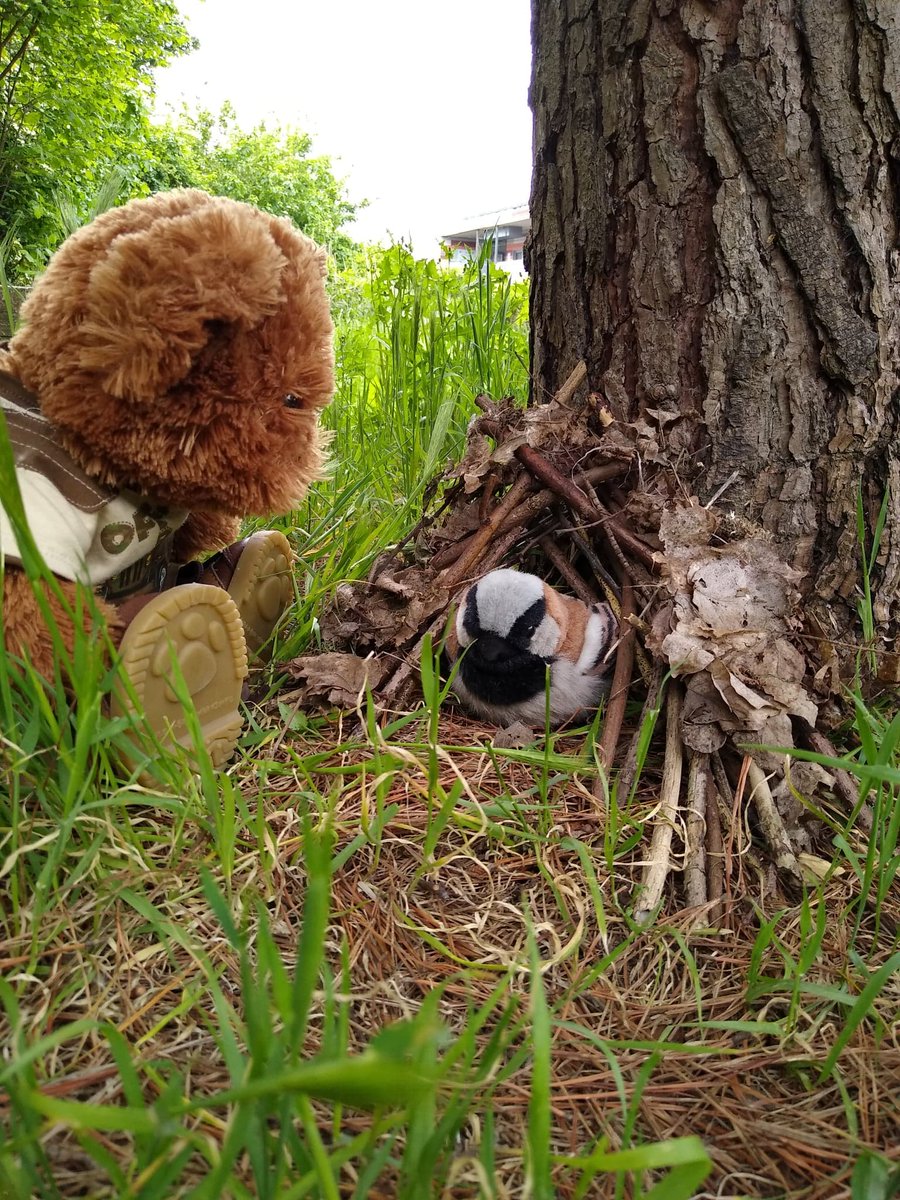 A question for Bert “Do all birds nest in trees?” Some birds actually nest on the ground but not usually in tiny dens like this one! Don't worry teachers, it won't be Bert who teaches your class on a school visit, so book with confidence: bit.ly/rainhameducati…