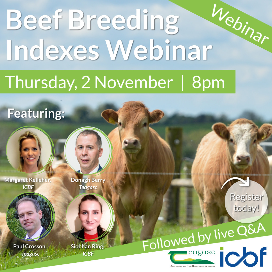 Teagasc and ICBF are holding a webinar this Thursday evening at 8pm to help explain the changes that are coming to the Replacement &amp; Terminal Beef Indexes.
Click the link below: bit.ly/3s9jzx6 
#teagasc #teagascbeef #beef #icbf