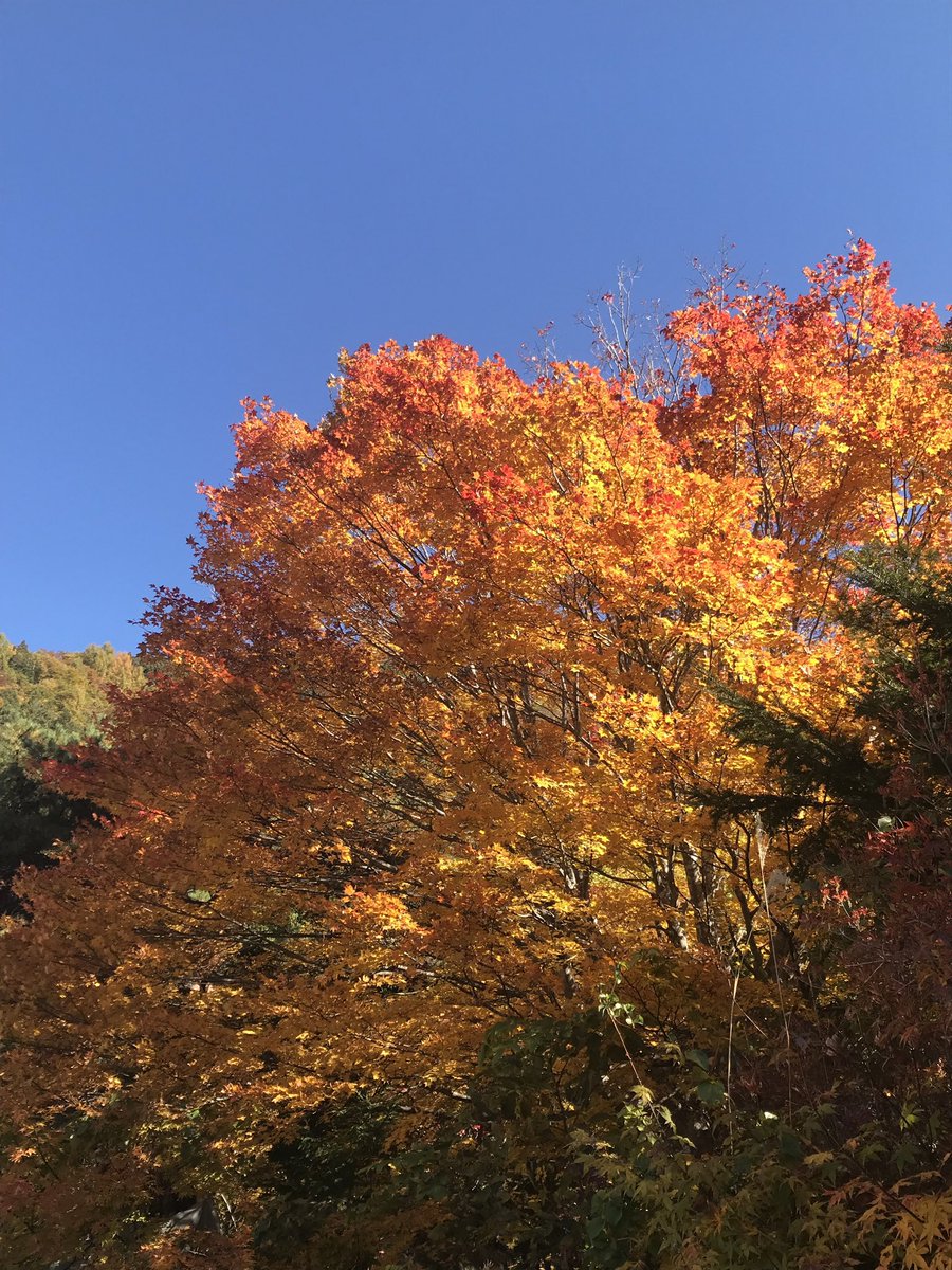 offield1111's tweet photo. 本日のオフィールドの露天風呂脇のカエデ🍁の状況です🤔
多分週末ちょうどMAXです‼️

#奥飛騨温泉郷
#日帰り温泉
#Offield
#コワーキングスペース
#飛騨高山
#okuhida
#hidatakayama https://t.co/B1rCTgSSqX