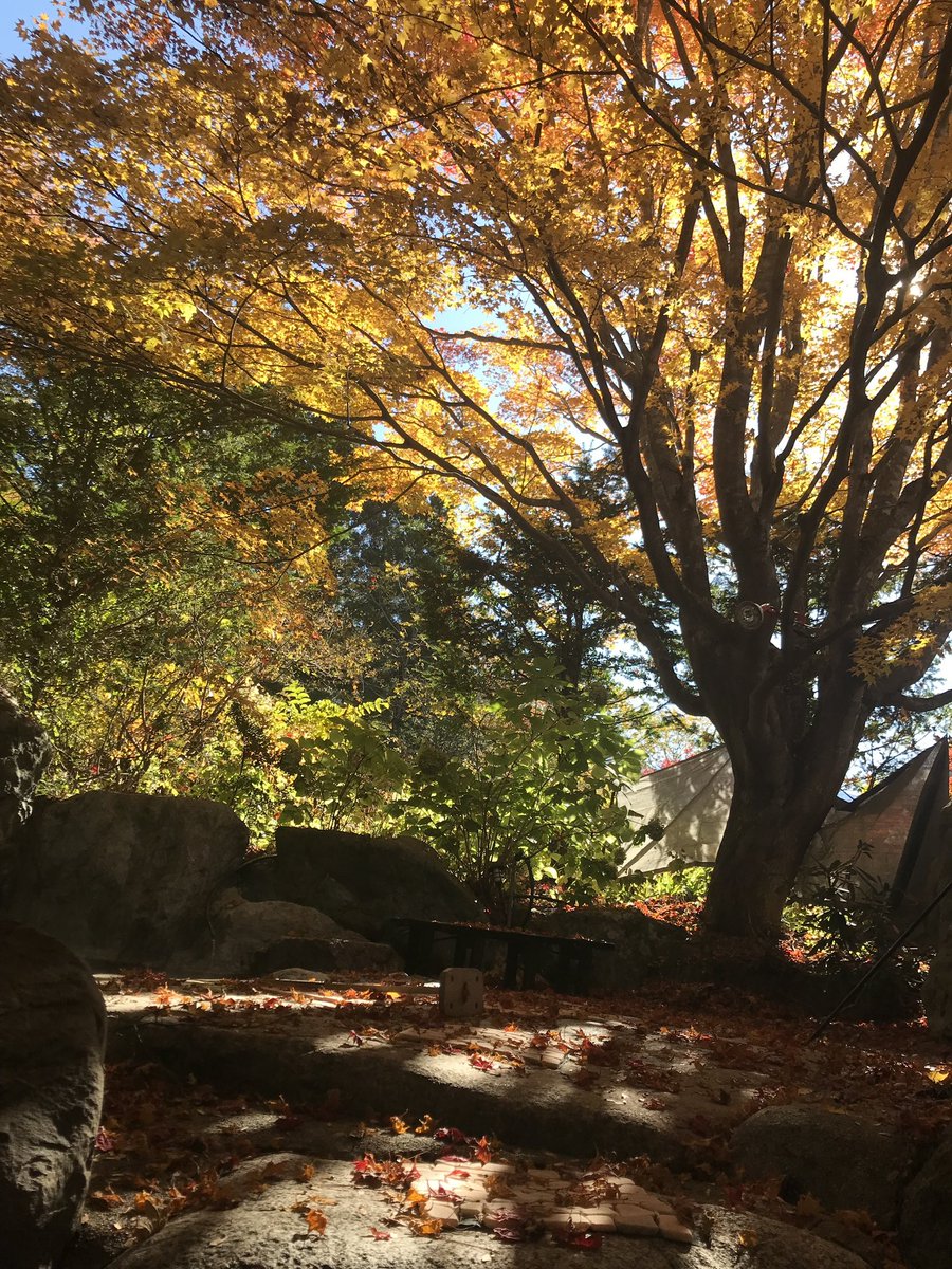 offield1111's tweet photo. 本日のオフィールドの露天風呂脇のカエデ🍁の状況です🤔
多分週末ちょうどMAXです‼️

#奥飛騨温泉郷
#日帰り温泉
#Offield
#コワーキングスペース
#飛騨高山
#okuhida
#hidatakayama https://t.co/B1rCTgSSqX