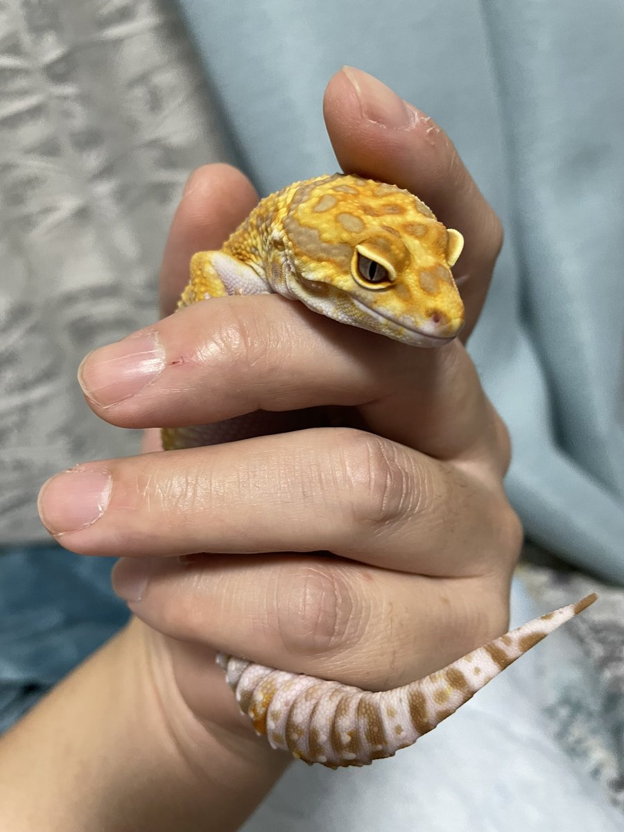 shuhobby's tweet photo. このミニチュア恐竜みたいな顔が男心を燻る🦎
我が家1ダイナマイトボディのギャル👍
#レオパ #レオパードゲッコー #ヒョウモントカゲモドキ https://t.co/kCGVIA6CLp