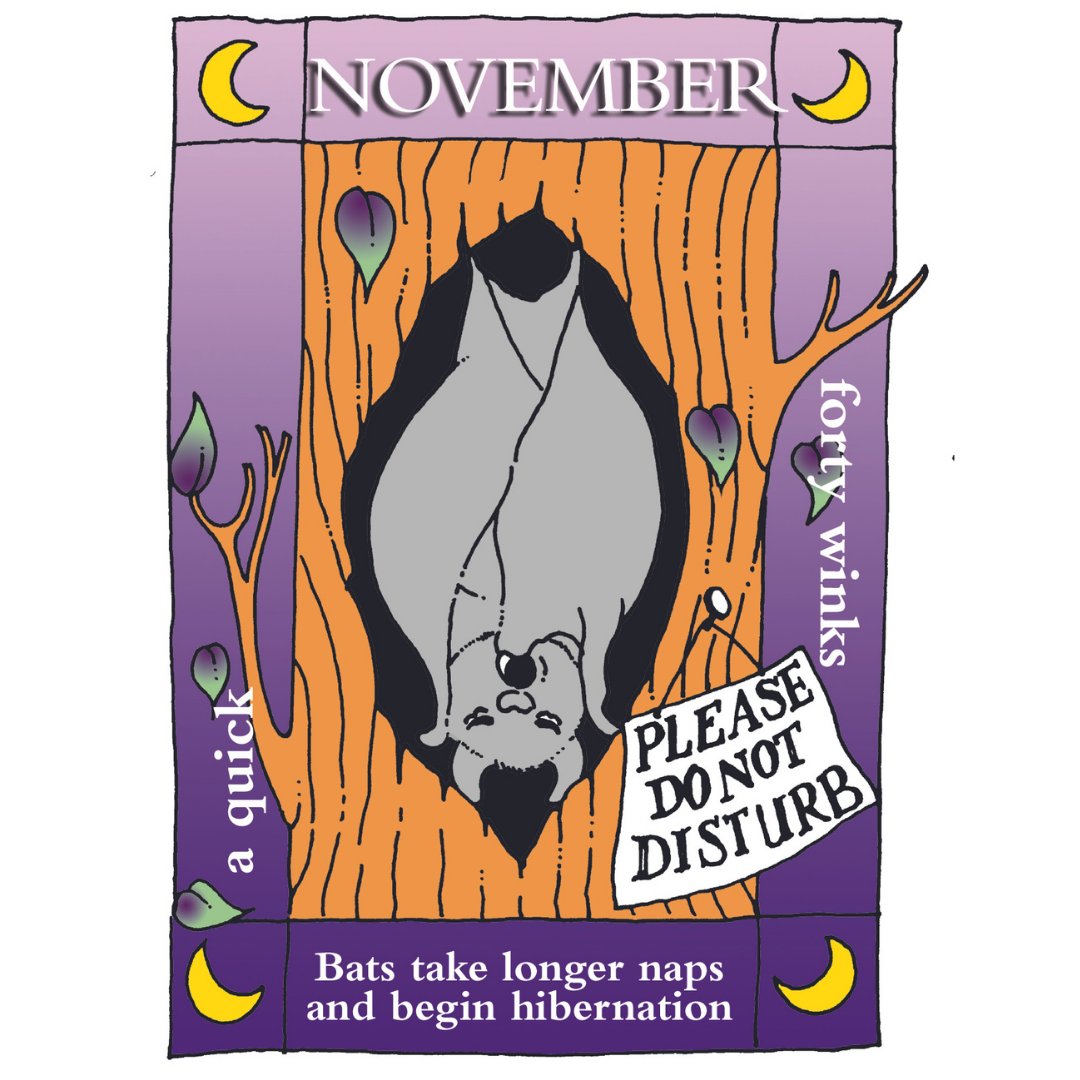 November is here and for bats periods of torpor are lasting longer. Some begin hibernation, to save energy over the colder months, when insects are harder to find. They are using stored fat as fuel to get them through the winter. 
bats.org.uk/about-bats/a-y…
#WinterIsComing #bats
