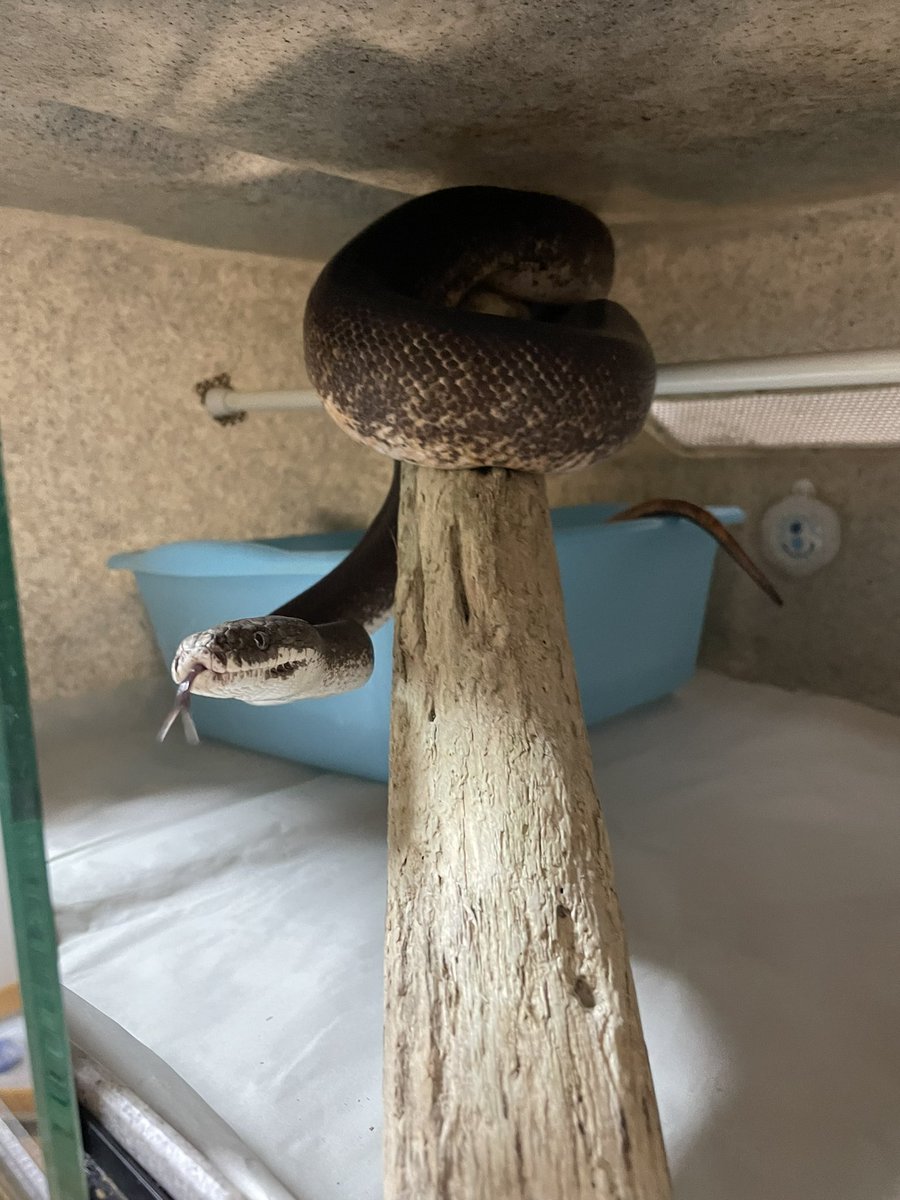 今日は幕張にあるTHE REPTILES HOUSEさん(<a href="/Reptiles999/">THE REPTILES HOUSE</a> )に行ってきました！
イエローアナコンダ の話で盛り上がったのですが話すのに夢中で写真を撮り忘れた笑
また絶対に遊びに行きます！
購入した流木はサヴパイソンのケージに入れたら早速使ってくれました😊